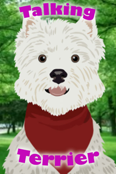 A westie dog with a red bandanna around its neck.