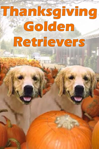 Two golden retrievers among a field of pumpkins. 