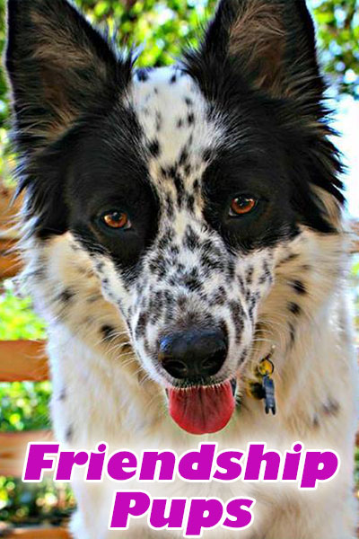A cute, black and white spotted dog looks at the viewer with an affectionate look in the still image for this cute friendship ecard.