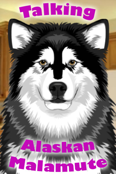 A Malamute dog look out at the viewer.