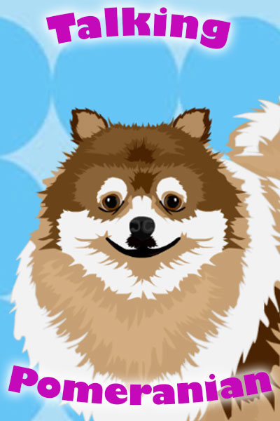 A fluffy Pomeranian dog looks at the viewer.